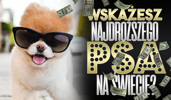 Czy wskażesz najdroższego psa?