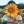Sunflower_heart
