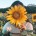 Sunflower_heart