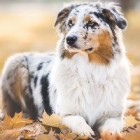 JulkaAussie