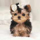 Miska1111