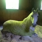 Horse_nanuk
