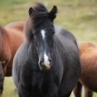 AnnaEquestrian