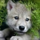 WolfieQuiz