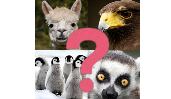 Czy rozpoznasz zwierzęta po ich oczach?