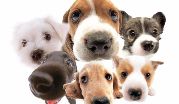 Czy odgadniesz 30 ras psów?