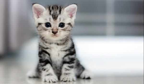 Ocenianie profilu LUKAJOVIC