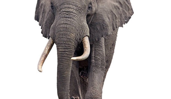 Jak dobrze znasz słonie ?