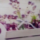 natusia51