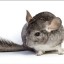 fluffyChinchilla