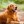 Mary_Dog