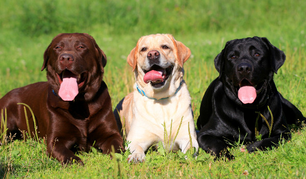 Top 50 najpopularniejszych ras psów na świecie