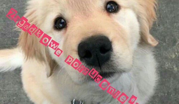 Zagadkowe porzucenie#2