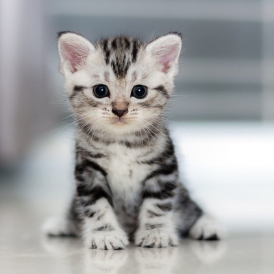 Lechat