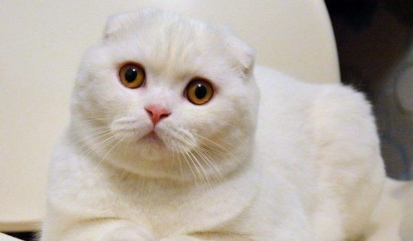 Ocenianie profilu Hinata.Naruto.love