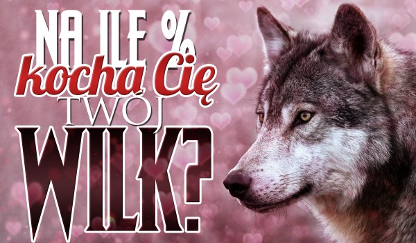 Na ile % kocha Cię Twój wilk?
