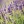 lavender_flovver