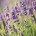 lavender_flovver