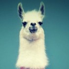 niebieska_lama