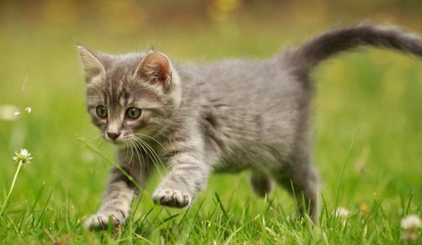 Ocenianie profili  @Trapicer