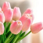 Tulipany