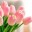Tulipany