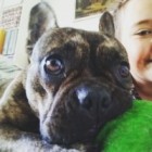 _cutedog_