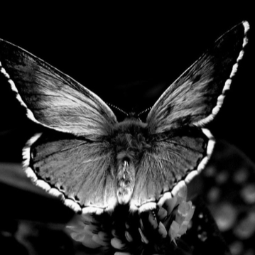 CzarnyMotyl302