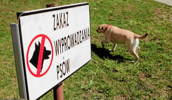 Jak bardzo nienawidzę psów?