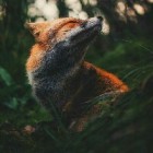 Lisek.kitsune