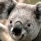 Mamalalakolorowalala