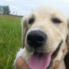 The_Bella