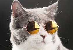 To zdj jest śmieszne, słodkie czy Cię przeraża? Sprawdź to! - BTS