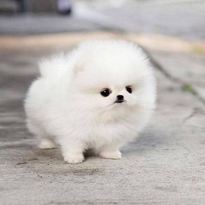 Amo_a_los_perros