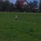 tusia_sz0771