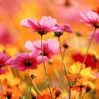 Flowers3