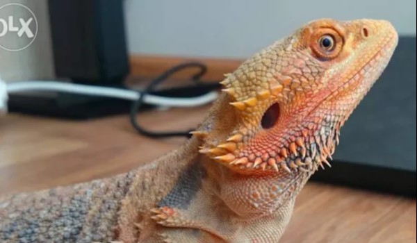 Czy mógłbyś chodować agamę brodatą?