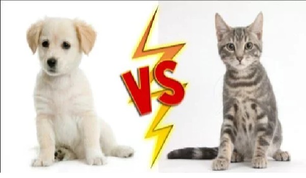 Koty VS Psy! (Nie aktualne od jakiegoś roku człeki -_-)