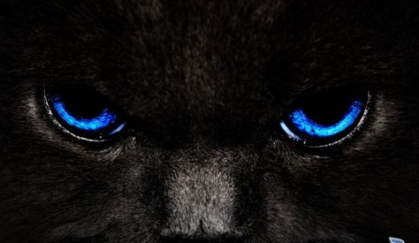 ,,Czarna kocica”#2  Klan Nocy