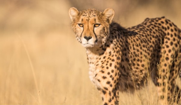 Gepard – ciekawostki 1#