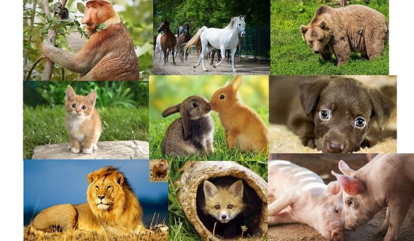 Jakim będziesz zwierzęciem w kolejnym życiu