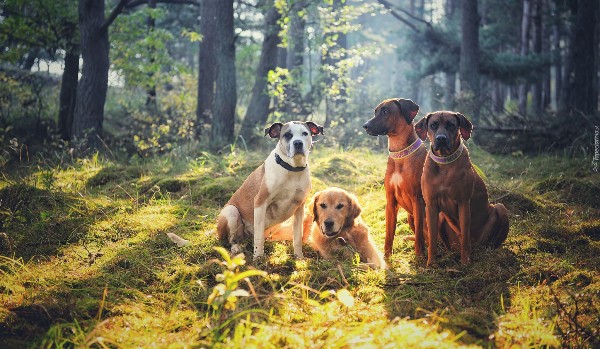 Postacie [Sfora z lasu]