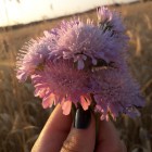 xxLazyCinnamonRollxx