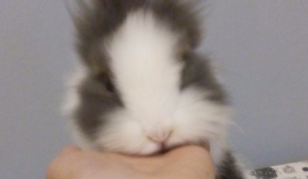 Czy jesteś gotowy na posiadanie króliczka