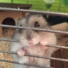 TheHamsterPanda