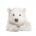 _Polar_