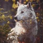 LonelyWolf