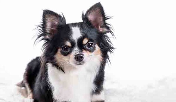 Podstawowy krótki test o Chihuahuach