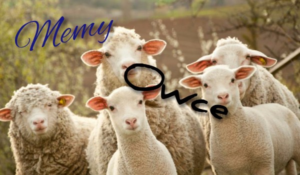 Memy z owcami