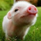 Sezamcio